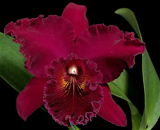 Blc. Chia Lin 'New City' - 2 Botoes