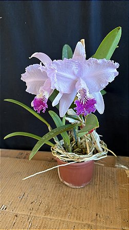 Cattleya Lueddemanniana Coerulea 1 - 2 Flores GIgantes (Top)