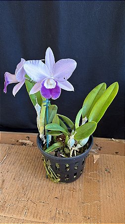 Lc. Mini Purple 'Coerulea' 2 - 2 Flores + Super Cheio