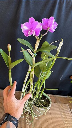 Cattleya Loddigesii Flamea 2 - 2 Frentes Floridas