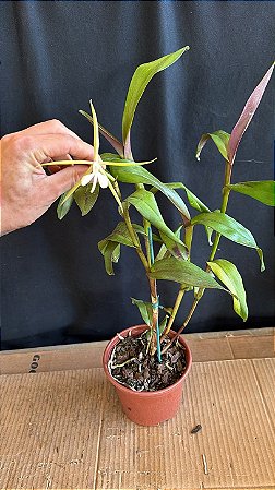 Epidendrum Tridens - Florido