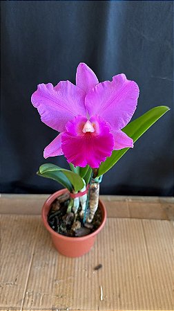 Blc. (Irene Finney x Aloha Case 'Ching Hua') - Florida