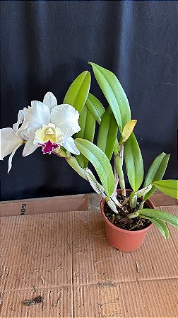 Blc. (Pastoral 'Aniel Carnier' x Chief Journey 'First Choice') - 2 Flores + Espata Floral