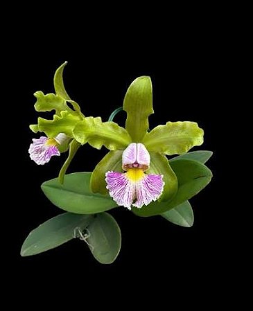 Cattleya Schilleriana Semi-Alba 'Super Green' - 2 espatas florais