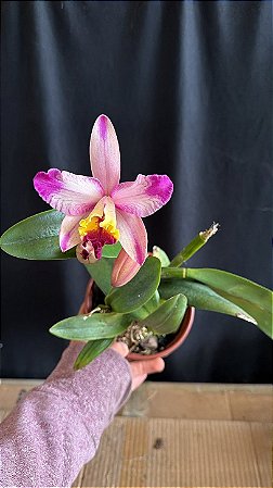 lc. (issy x nobile's confetti) 2 - otima floracao
