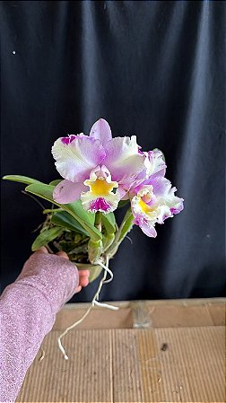 blc. (william farrel 'pastel parade' x mini song petite) - 2 flores flameadas