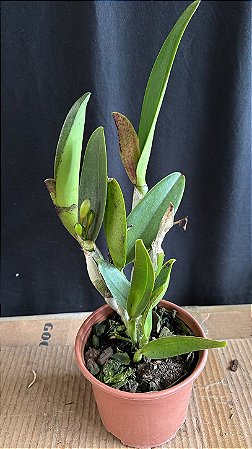 cattleya (loddigesii x tropical sunset) - 2 frentes com botoes + espata floral