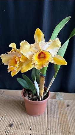 blc. gisele 'bundchen' - creme mais flameada
