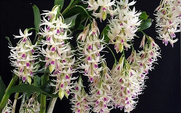 dendrobium amethystoglossum 2 - muitas hastes