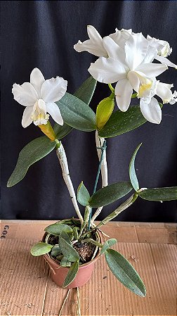 cattleya loddigesii alba 3 - 2 frentes com flores (gigantesca)