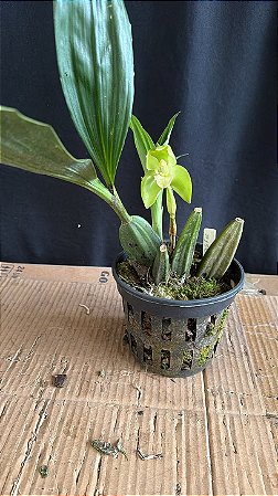 sudamerlycaste fimbriata