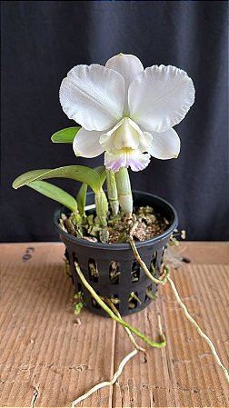 Cattleya Dolosa Albescens 1 - Perfeita