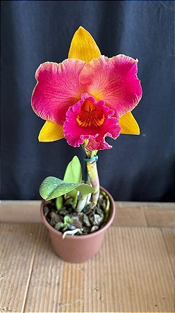 Blc. (Nobile's Wildfire x Goldenzelle) - Matriz