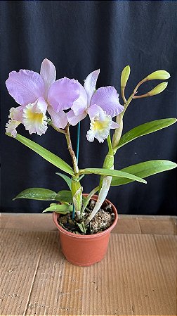cattleya (montana spirit x samba parfait) - 2 frentes com flores
