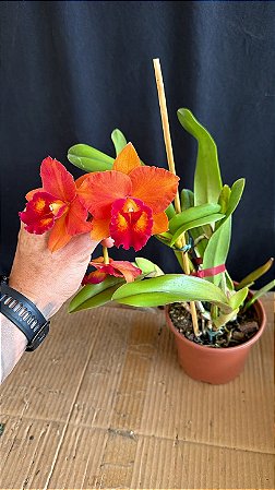 Blc. (Free Spirit x Hawaiian Prominence 'America') - Florida + 2 Espatas Florais (Forma PErfeita)