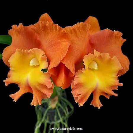 Cattleya Star of Siam 1 - 2 Botoes