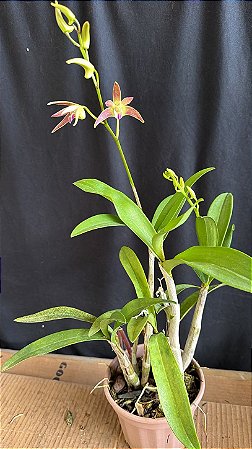 Dendrobium (Speciosum x Kingianum) 1