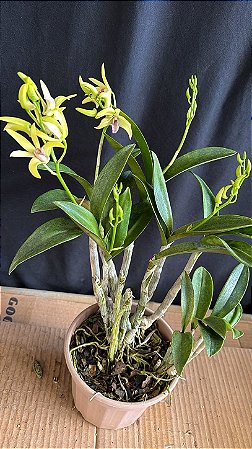 Dendrobium (Speciosum x Kingianum) 2
