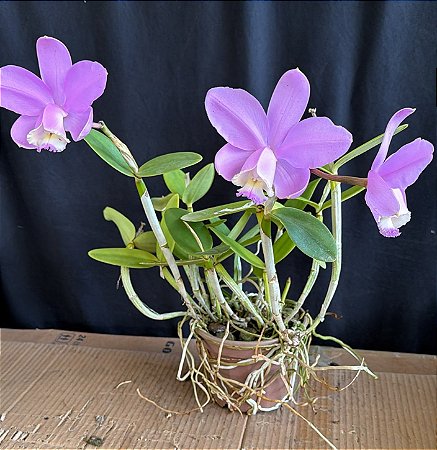 Cattleya Loddigesii Tipo 2
