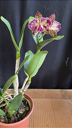 Blc. Durigan Aquarius 'Tetraploide' - 2 Flores