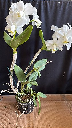 Cattleya Loddigesii Alba - 2 Frentes com Botoes (Gigante)