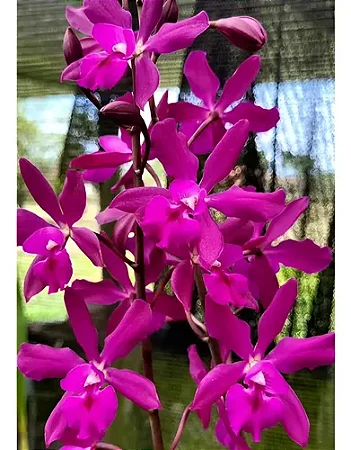 Guaricyclia Yucatan - Haste Floral