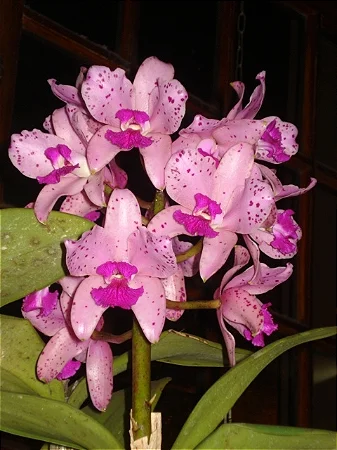 Cattleya Amethystoglossa 'Orchidglade' - Ultimas Remessas - LIMITADA