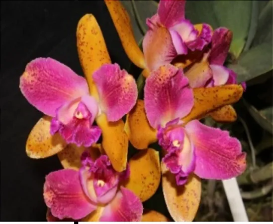 Blc. (Hawaiian Galaxy x Hawaiian Satisfaction) - Adulta