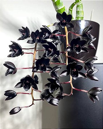 Catasetum Fredclarkeara After Dark 'Black Pearl' - Limitado