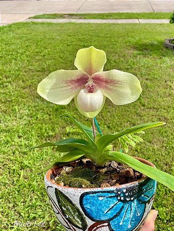 Paphiopedillum Hangianum - Vegetal
