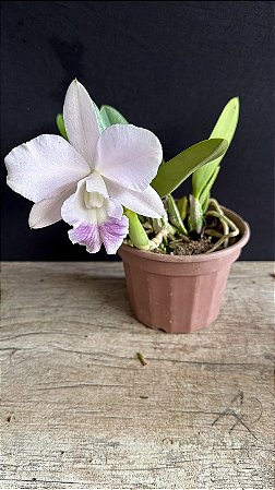 Lc. Mini Purple 'Coerulea' - Florida