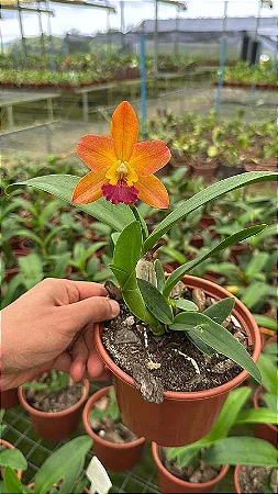Cattleya Loog Tone 'Orange' - Cacho de Botoes