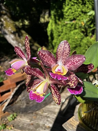 Blc. Durigan Poseidon - Limitadas