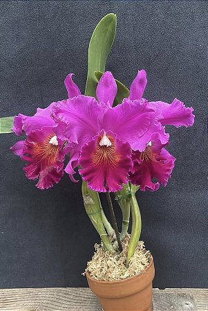 Blc. Memoria Crispin Rosales 2 - Brotacao (Vegetal Vermelho)