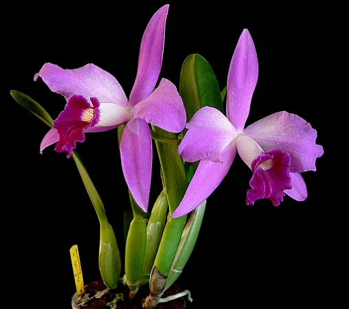 Cattleya (Purpurata Flamea x Sincorana) - Limitada