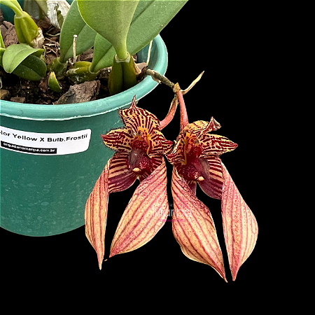 Bulbophyllum Frostii x Bicolor - Limitada