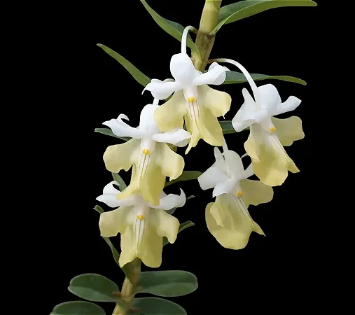 Dendrobium Uniflorum - Limitada