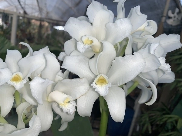 Cattleya Amethystoglossa Alba - Limitada