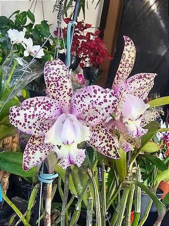 Cattleya Marie Haga 'Freckles' - 2 Brotacoes