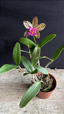 Cattleya (Pao de Acucar x Cruzeiro do Sul) - Florida
