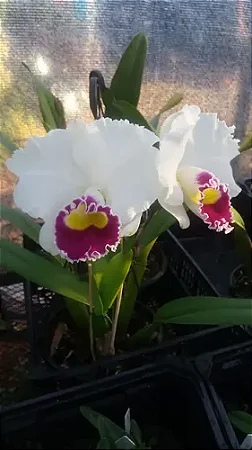 Lc. Melody Fair 'Mishima' - Espatas Florais + Brotacoes + Vaso Cheio