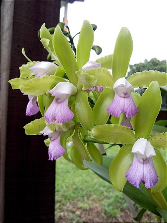 Cattleya Leopoldii Lilacina 1 - Brotacao (Pre Floracao)