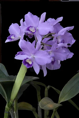 Cattleya Portia Coerulea 'Baronesa' - Vegetal Cheio
