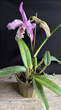 Cattleya Maxima 1 - Florida