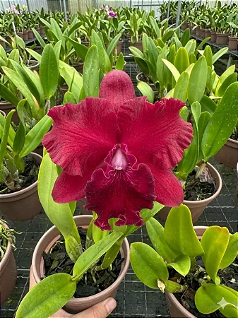 Blc. Oriental Mambo 'Red Ribbon' - Tousseira 2 Brotacoes (Ultimo)