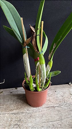 Cattleya Labiata (Semi Alba Carnea x Tipo) - 4 Brotacoes Claras