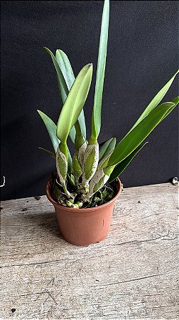 Cattleya (Eldorado x Jenamnii Semi Alba) 1 - 3 Brotacoes (Sementeira)
