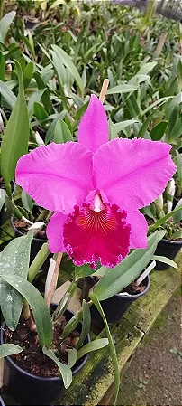 Blc. Memoria Crispin Rosales 3 - 4 Brotacoes (Vegetal Vermelho)
