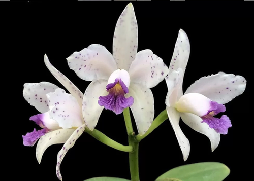 Cattleya Amethystoglossa Coerulea x self - Limitada (Tamanho 3)