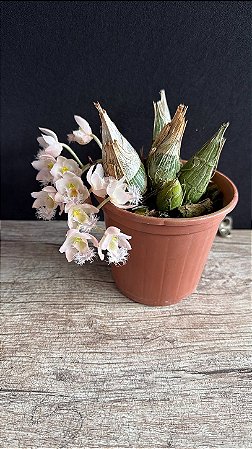 Clowesia Grace Dunn - Florida